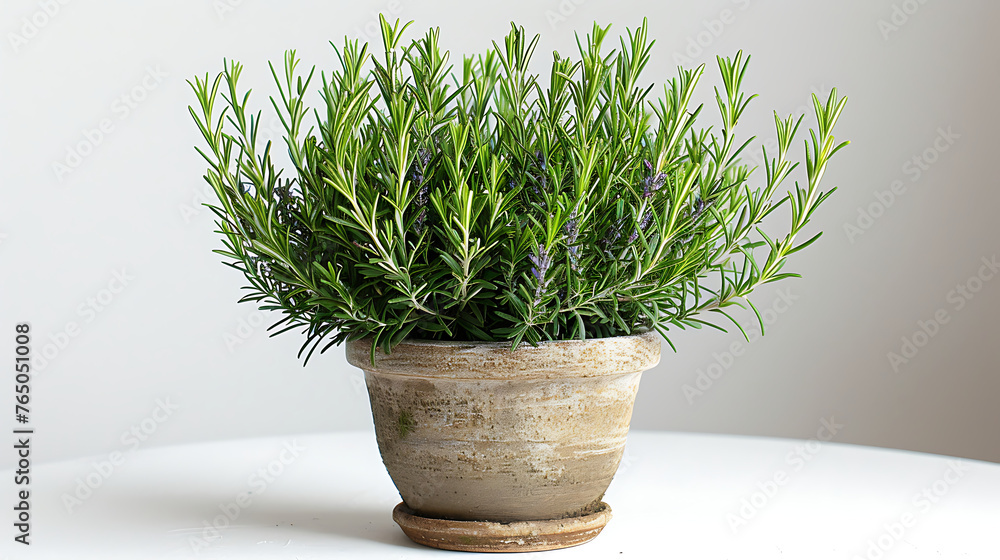 Rosemary plants in a pot on a white background Rosemary plants in a pot on a white background