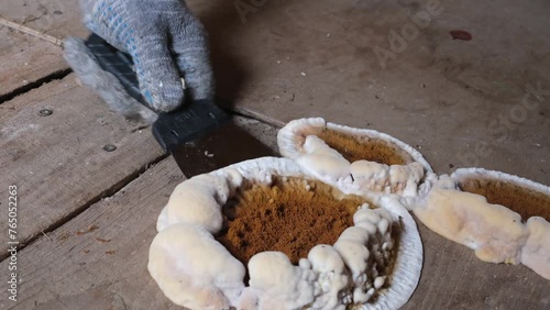 Hand in a glove removes home fungus or Serpula lacrymans from the floor. Fungus attacking wooden elements in structures, close-up video