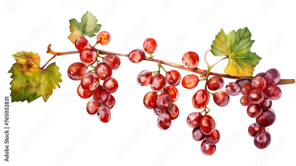 Bunch of Grapes on White Background