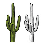 cactus illustration