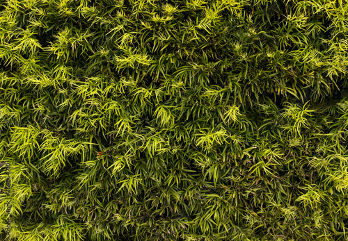 Bright Bamboo Green Leaves Background, Texture. Fresh Summer Natural Wallpaper. Horizontal Plane. Decorative Wall photo
