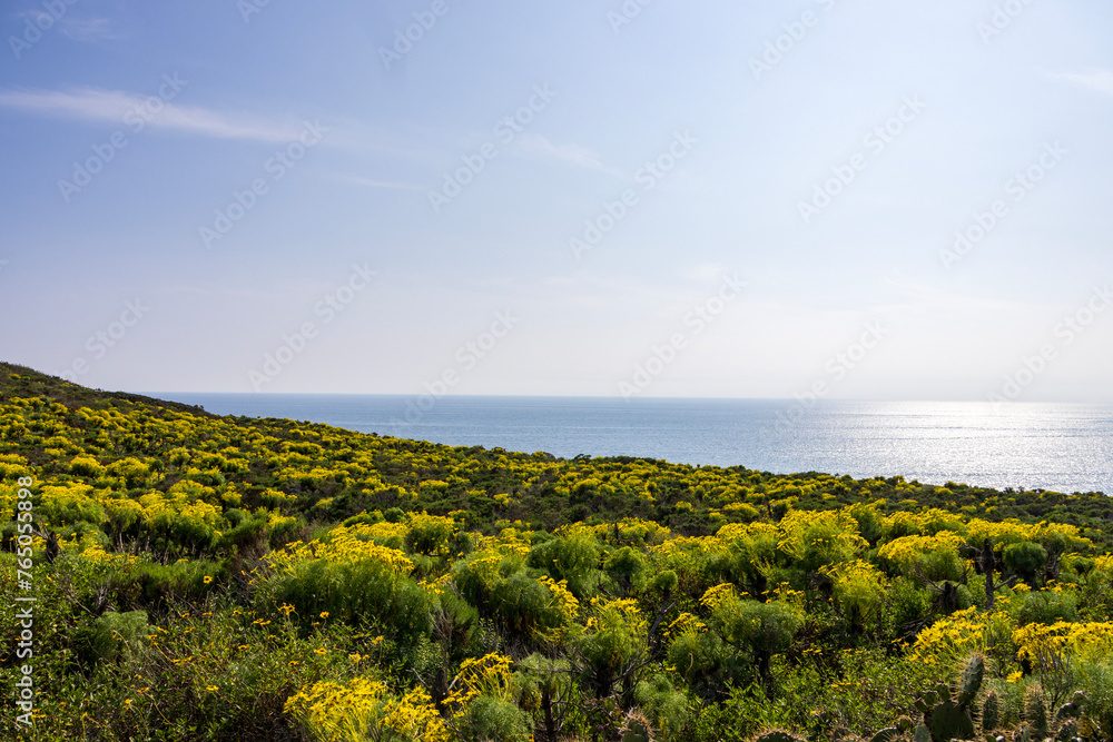 a beautiful spring landscape with a hillside covered with yellow flowers and lush green plants, blue ocean water, blue sky and clouds at Point Dume in Malibu California USA