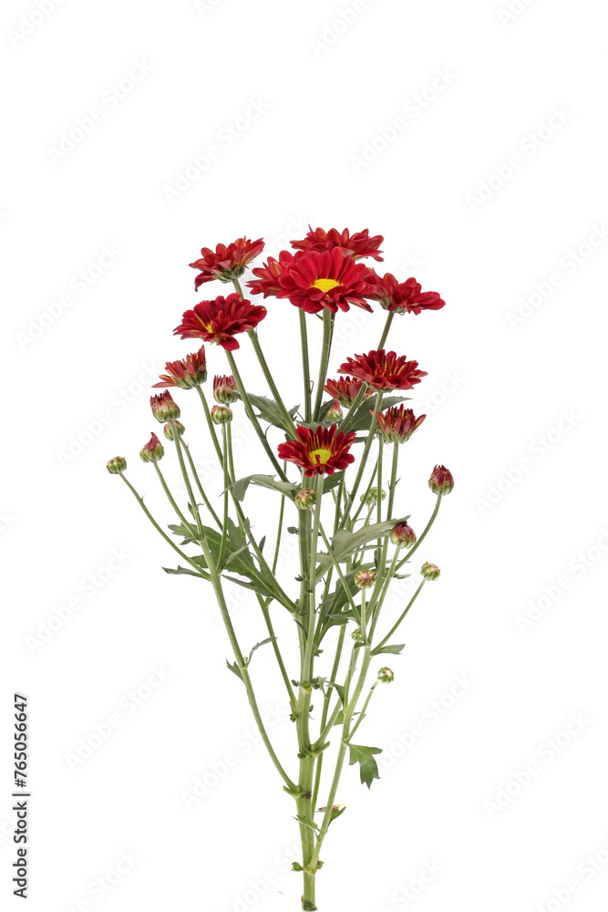 Aster flowers isolated on white background. Pink aster flowers on white background.
