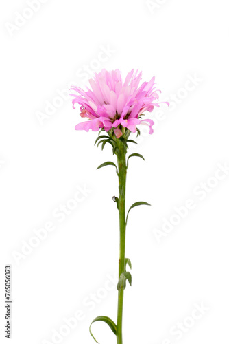 Aster flowers isolated on white background. Pink aster flowers on white background.
