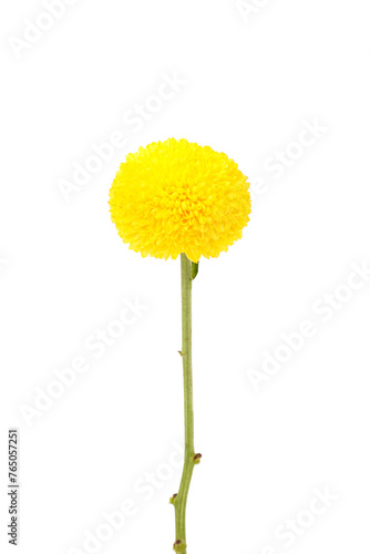Colorful Chrysanthemum flowers isolated on a white background.
