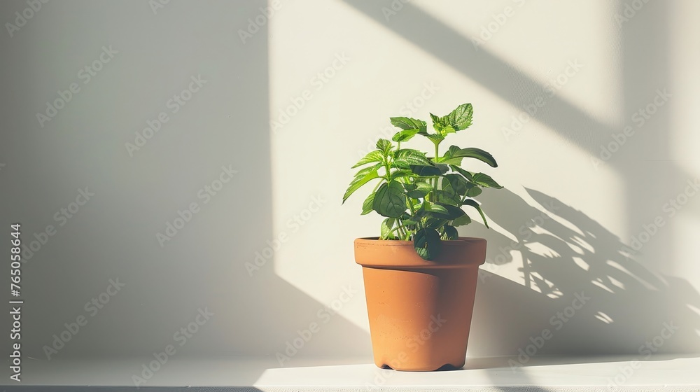 A potted mint plant basking in sunlight, casting sharp shadows on a white surface, embodies freshness and growth. A potted mint plant basking in sunlight, casting sharp shadows on a white surface, embodies freshness and growth.