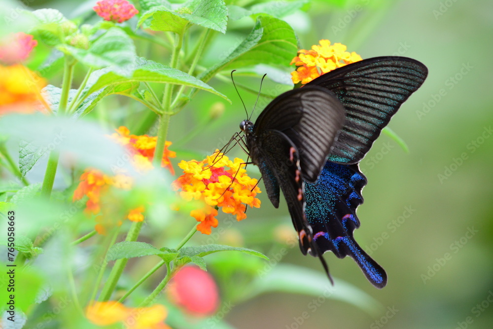 Fototapeta premium black butterfly on flower