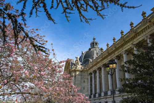 Paris, the Petit Palais, beautiful building, cherry tree in spring 
