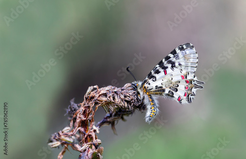 Forest Scallop butterfly (Zerynthia cerisyi) on plant