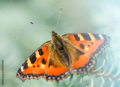 Orange color Butterfly on green background 