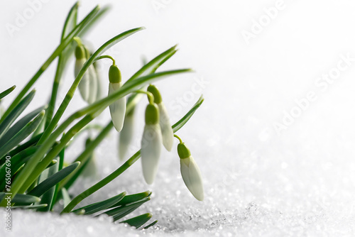 spring snowdrop flowers