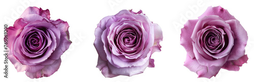 Purple Rose isolated object on white background