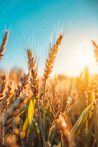 Growing wheat with sunlight and blue sky in the morning, Generative AI, © Milena