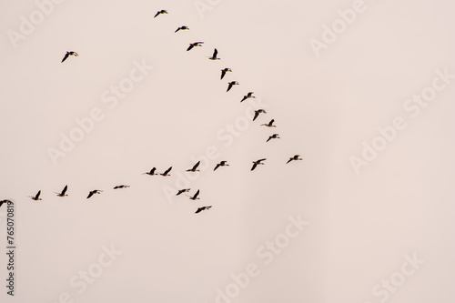 duży klucz dzikich gęsi lecących na tle nieba © Henryk Niestrój
