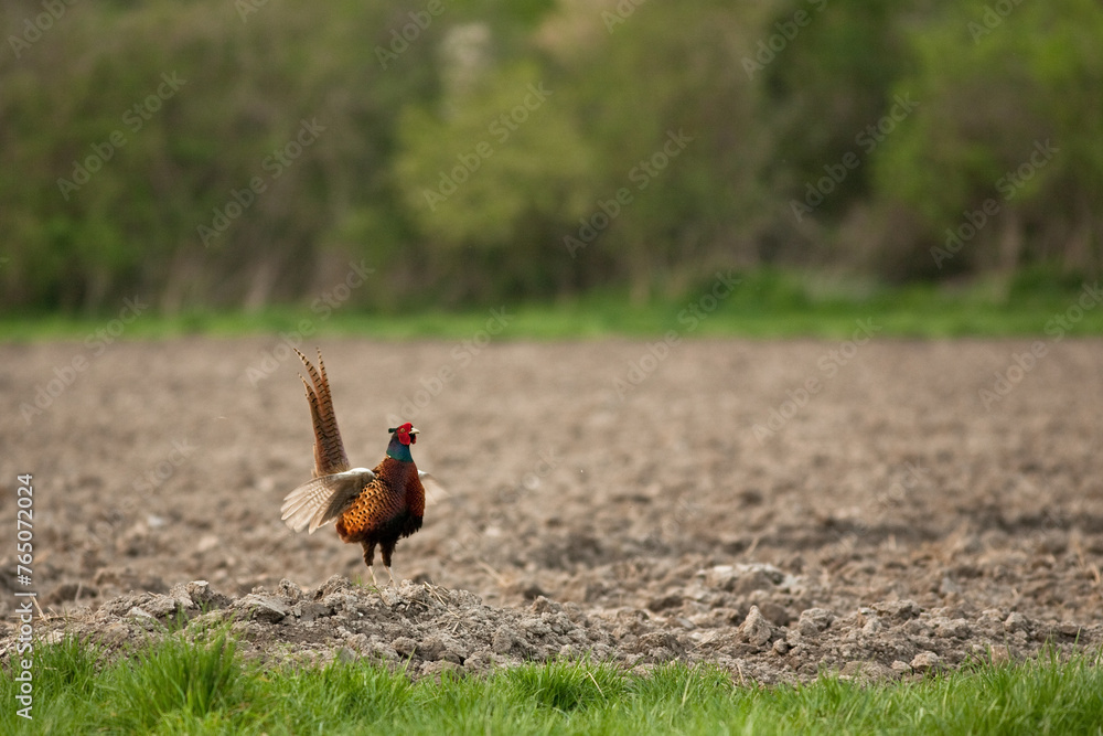 Fototapeta premium Faisan 