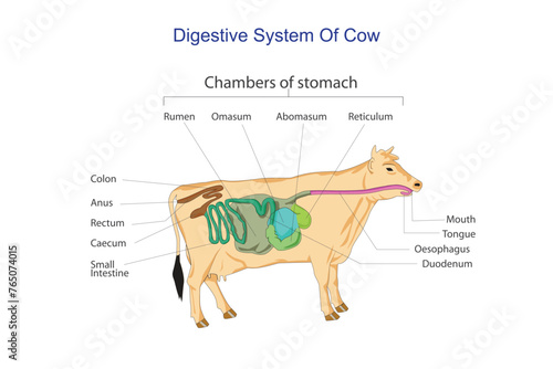 Ruminant digestion system with inner digestive structure outline diagram. Labeled educational scheme with rumen, reticulum, omasum and abomasum vector illustration. Veterinary concept. photo