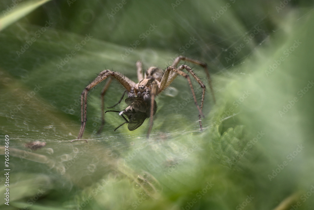 Agelenidae spider with prey
