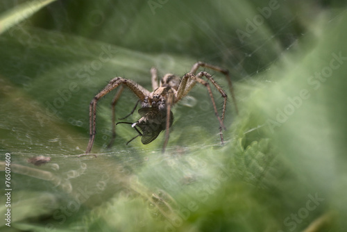 Agelenidae spider with prey 