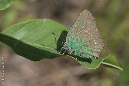 Callophrys rubi butterfly on a plant leaf 