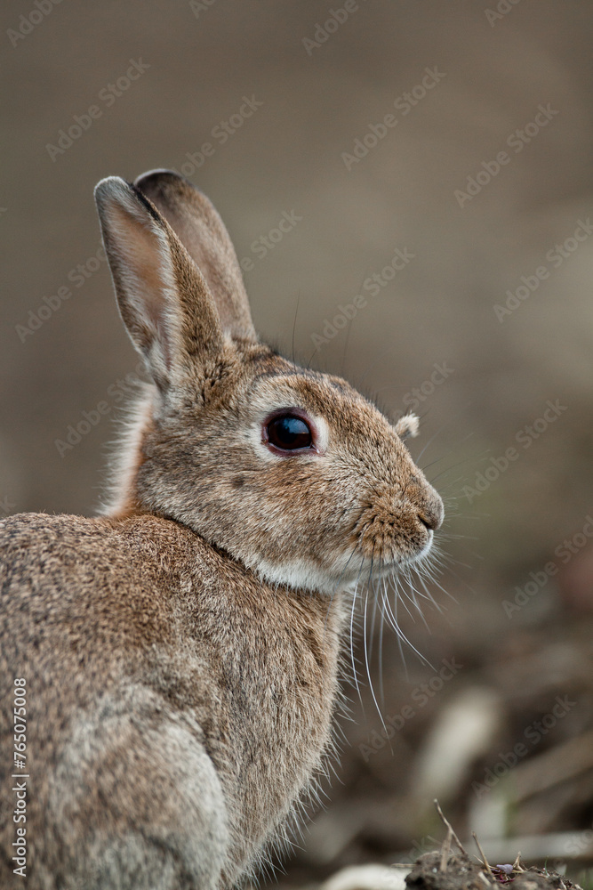 Lapin de garenne Lapin de garenne