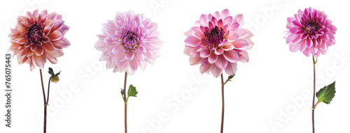 Pink Dahlia flower isolated on white background  clipping path included 