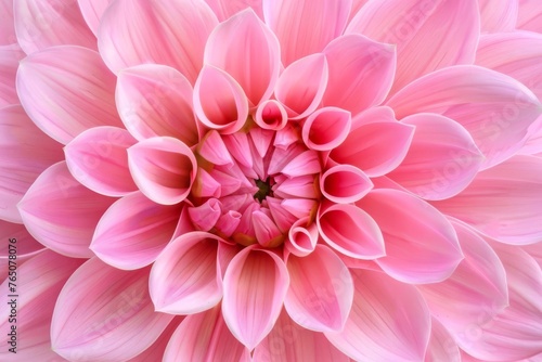 Pink Dahlia Delight Macro Image of a Pink Dahlia Flower  Detailed Digital Photography
