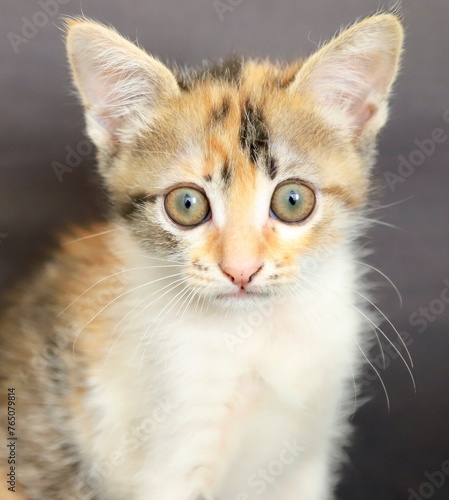Close up portrait of a kitten 