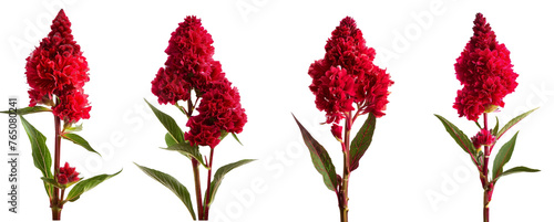 Celosia cristata flower, Red cockscomb flower isolated on white background, with clipping path
