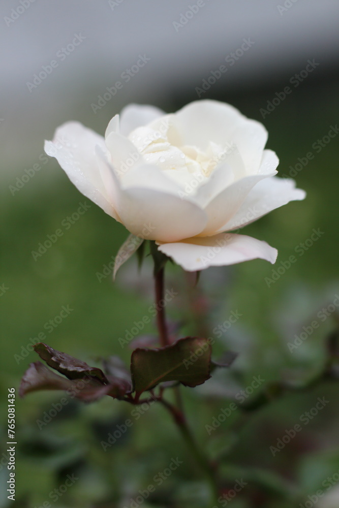 Obraz premium white rose with water drops