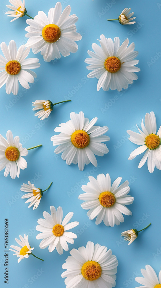 Camomile or Daisy on blue background, Chamomile  flat lay