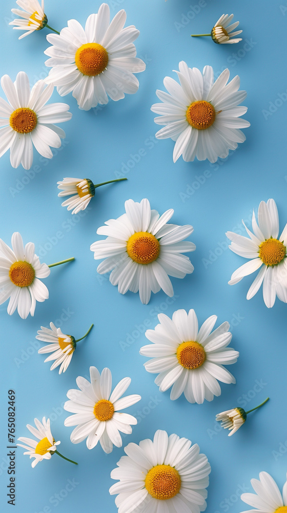 Fototapeta premium Camomile or Daisy on blue background, Chamomile flat lay