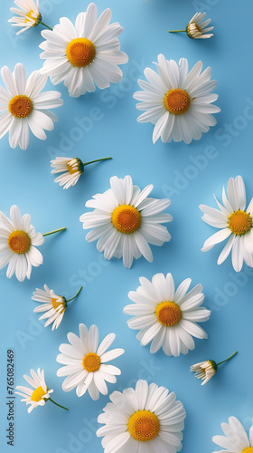 Camomile or Daisy on blue background, Chamomile  flat lay © PixelCharm