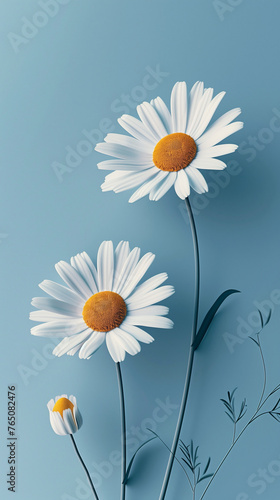 Camomile or Daisy on blue background, Chamomile  © PixelCharm