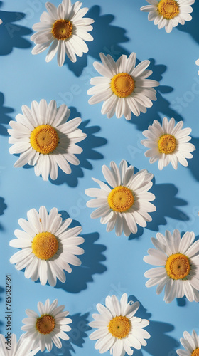 Camomile or Daisy on blue background, Chamomile  flat lay © PixelCharm