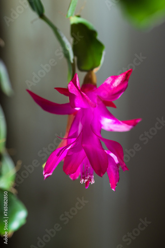 Blossoming Christmas Cactus (Schlumbergera) on blur background photo