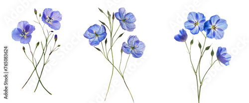 Pressed and dried delicate blue flower flax, isolated on white background photo