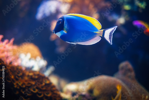Powder-blue surgeonfish Acanthurus leucosternon aka powder blue tang underwater in sea