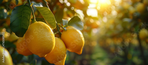 Ripe sweet juicy lemons on the tree close up. Lemon harvest, fruit garden. Sun light on background.