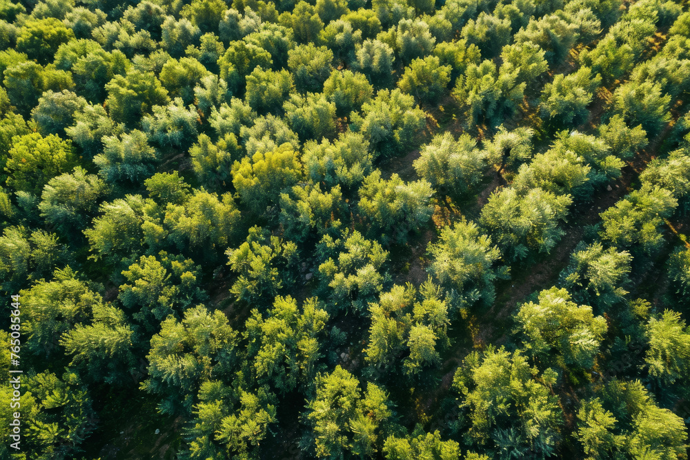A drone captures a bird's eye view of a sprawling olive grove. The silver-green leaves of the olive trees shimmer in the sunlight.