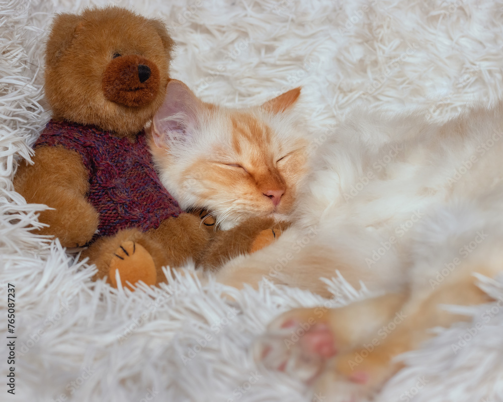 Fluffy Birman cat leaning onto a teddy bear while sleeping on a fluffy white blanket Fluffy Birman cat leaning onto a teddy bear while sleeping on a fluffy white blanket