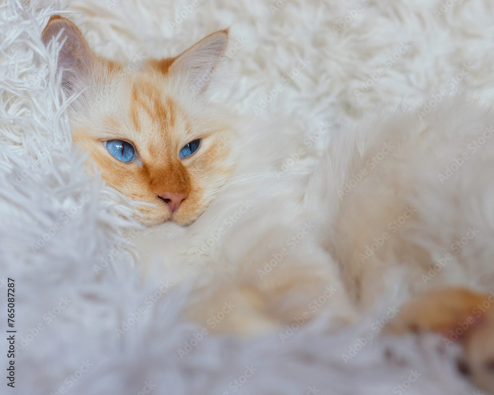Fluffy white cat relaxing on a fluffy white blanket Fluffy white cat relaxing on a fluffy white blanket