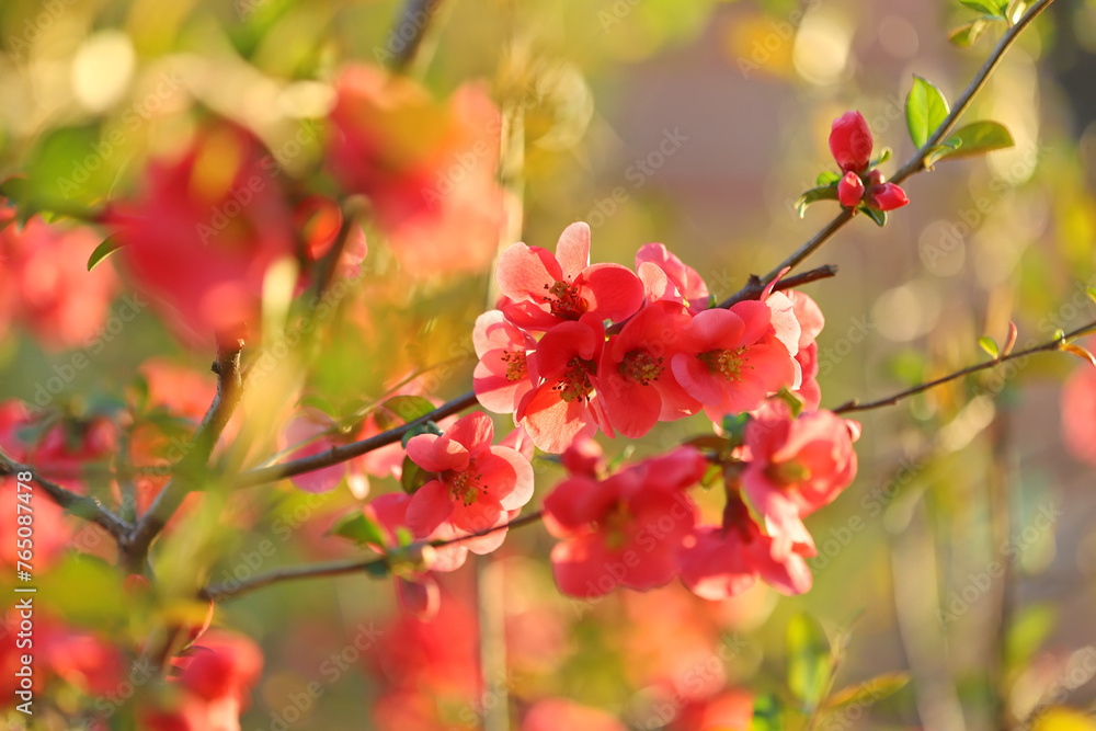 Chaenomeles (Flowering Quince) close up