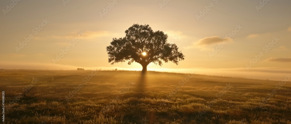 Obraz premium A solitary tree amidst an open field bathed in sunlight through a foggy sky