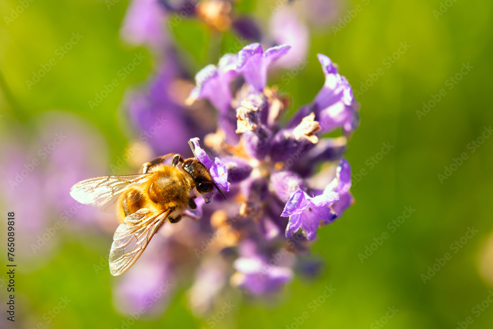 Busy Bee: Pollinating Lavender Blossoms Busy Bee: Pollinating Lavender Blossoms