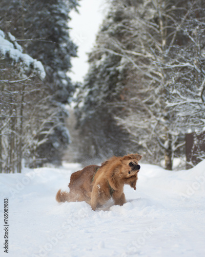dog in snow © kapella87