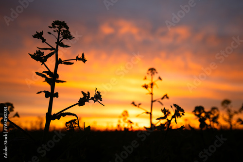 Radiant Rapeseed  Sunset s Embrace of Nature s Beauty