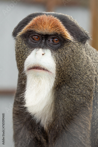 The Elegant Brazza's Monkey: A Study in Grace photo