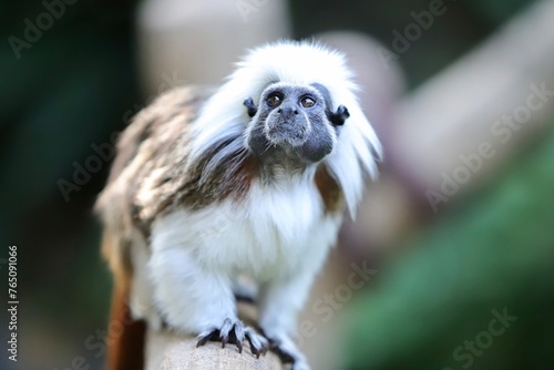 Canvas Print Cotton-Top Tamarin Monkey