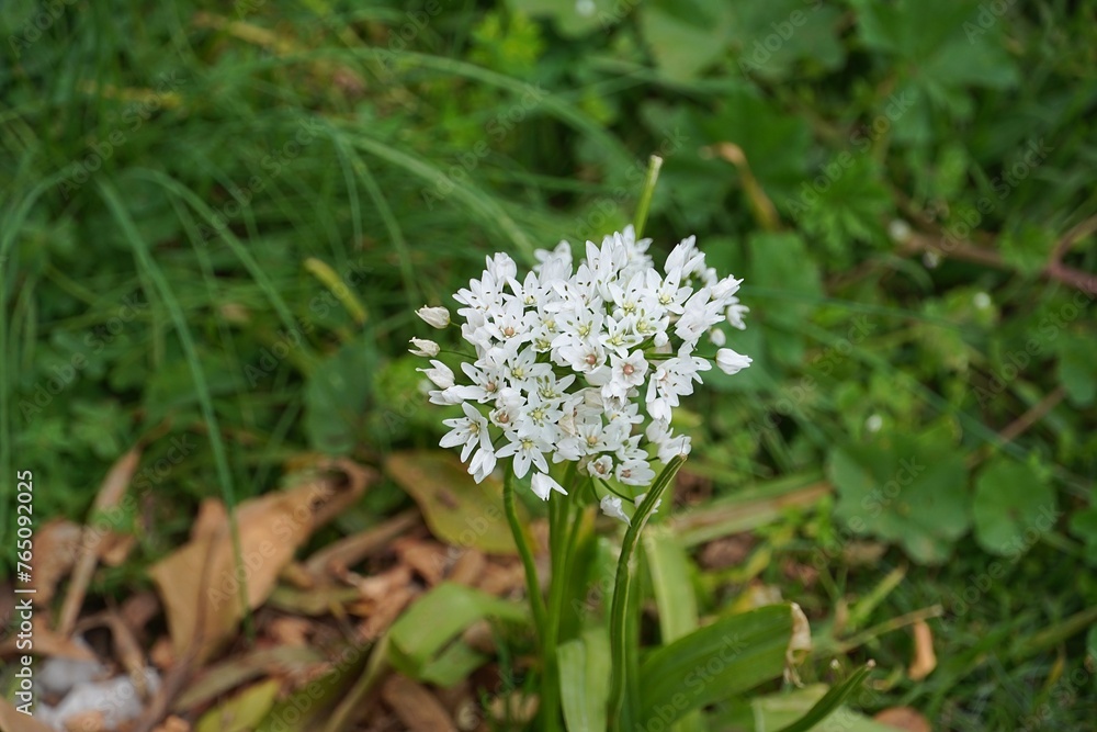 White garlic, or Allium neapolitanum white flowers in the spring White garlic, or Allium neapolitanum white flowers in the spring