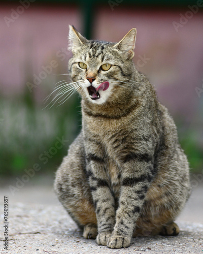 Wallpaper Mural portrait of a cat Torontodigital.ca